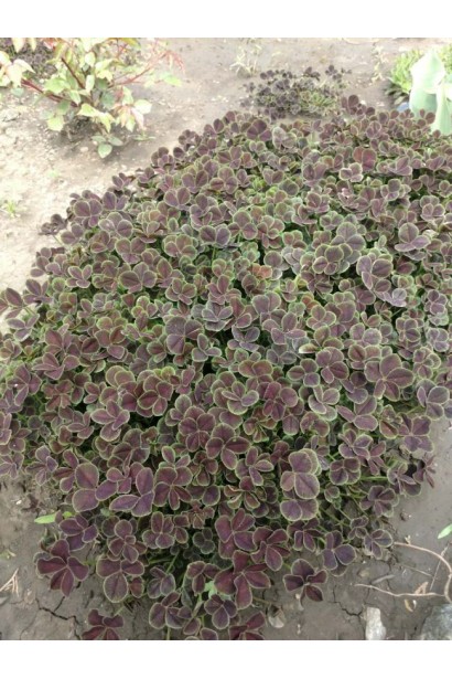 Конюшина повзуча `Дарк Дансер Вайт`